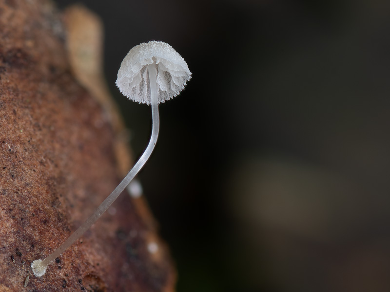 Mycena adscendens Mycena tenerrima